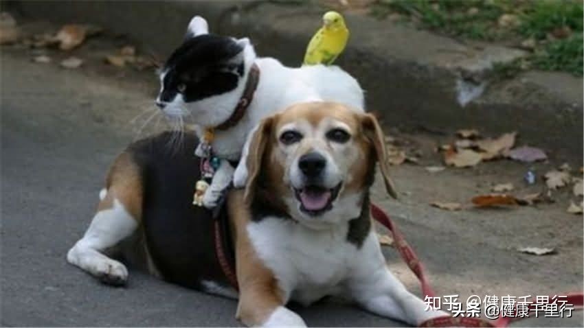 宠物生病有病菌怎么消毒好得快些,宠物医院常用的消毒方法