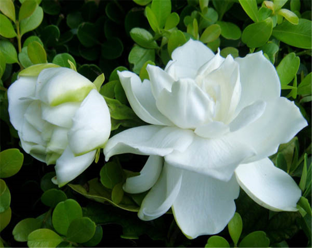 栀子花叶子长虫子怎么办,栀子花的叶子发蔫要怎么解救