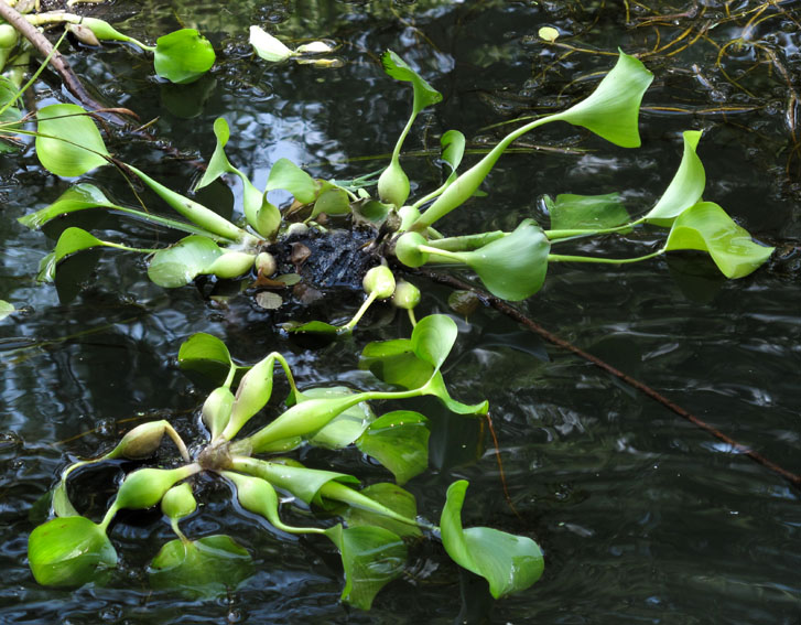 原本在我国泛滥成灾的水葫芦,曾经泛滥的水葫芦现在怎么样
