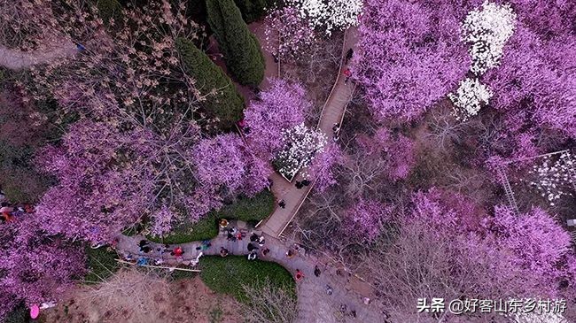 济南春季赏花自驾,济南踏青赏花新模式