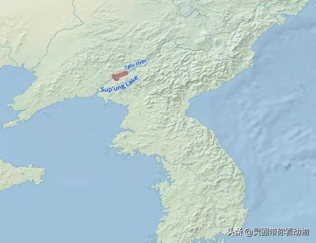 金日成爱吃的它,居然已经在国内绝迹?