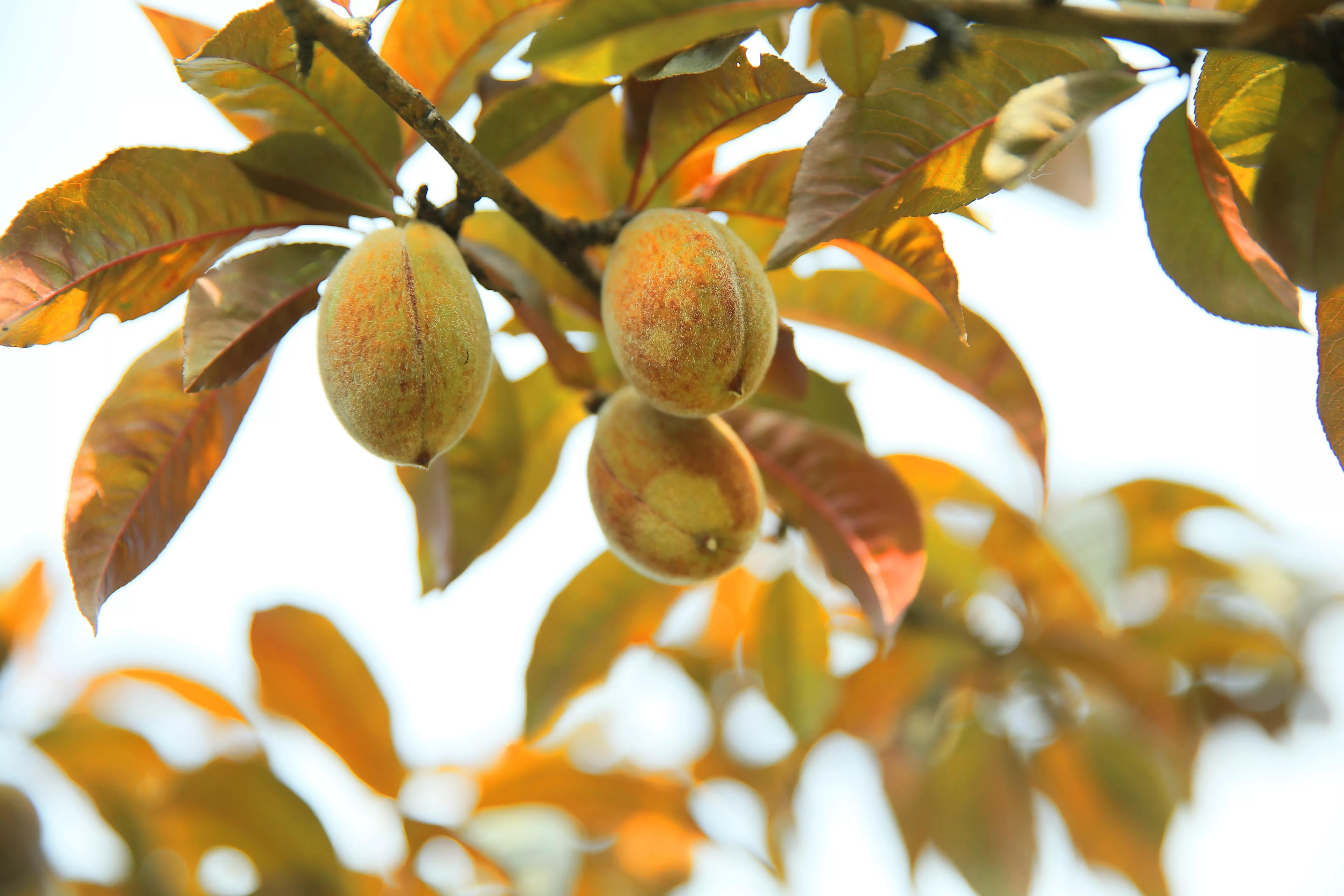 世凹桃园,世凹桃源图片