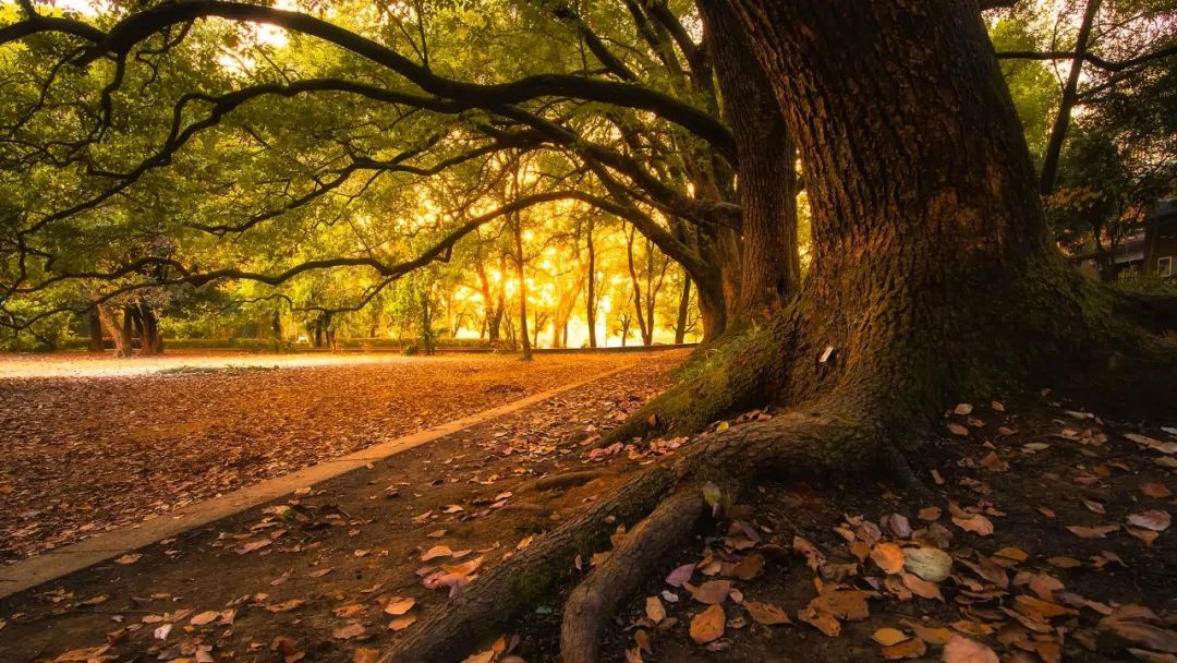 中国最美的大学武汉大学,最美的武汉大学