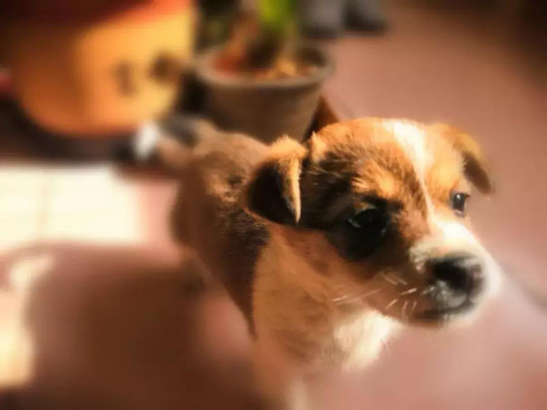 给它们一个家|线上宠物领养日,201903101