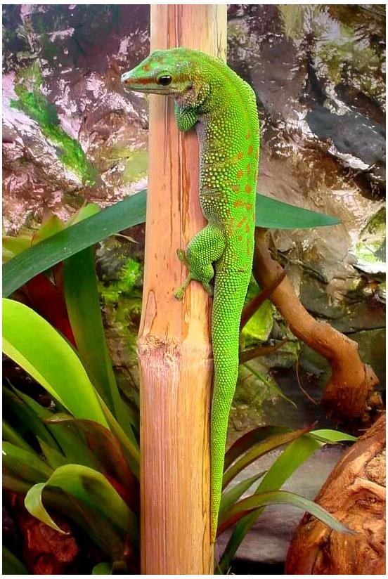 生态缸老水缸,生态缸老死鱼怎么回事