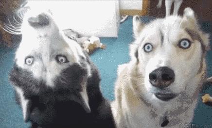 樟脑丸对宠物的危害,樟脑丸对狗有害吗