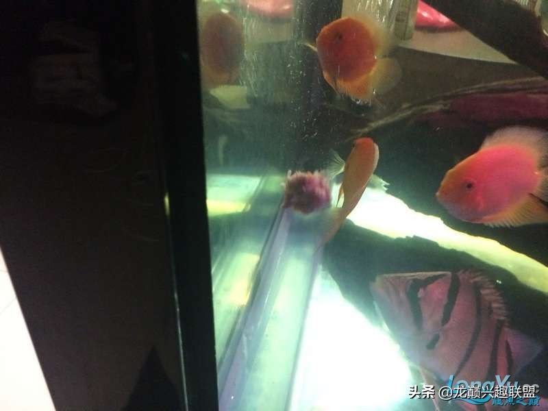 手把手教你做龙鱼最强营养秘方食谱--鲜虾牛肉狮子头,别馋哈