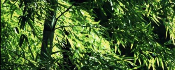 苔藓米竹叶子发黄干枯怎么办,盆景竹子叶尖发黄什么原因