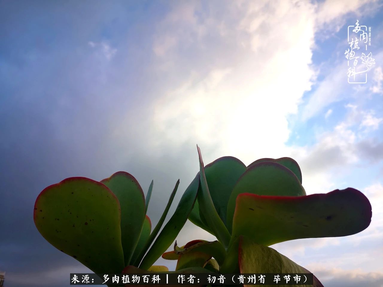 和多肉共度美好时光,与多肉一起成长