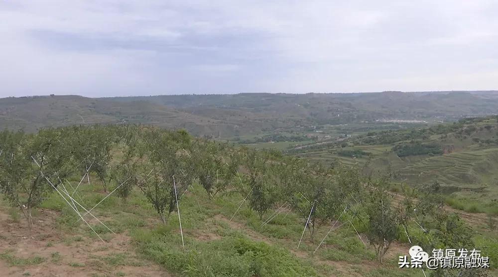 襄汾花椒映红致富路,陇南武都小康路上花椒红