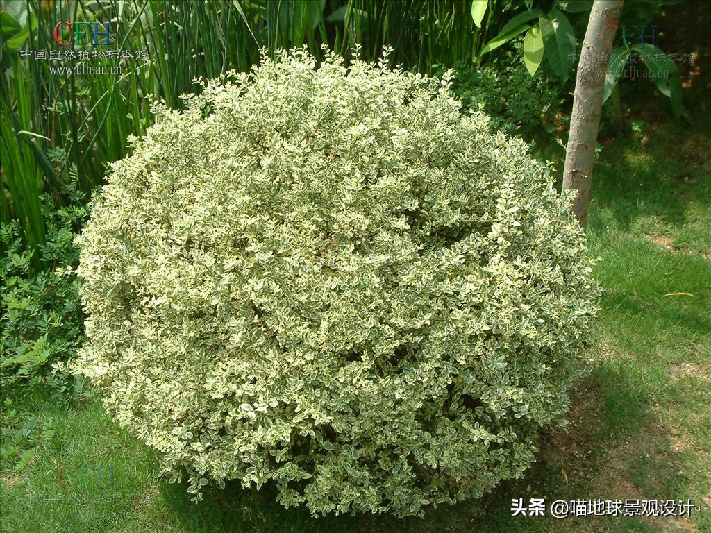 灌木球类植物,灌木植物种类及图片