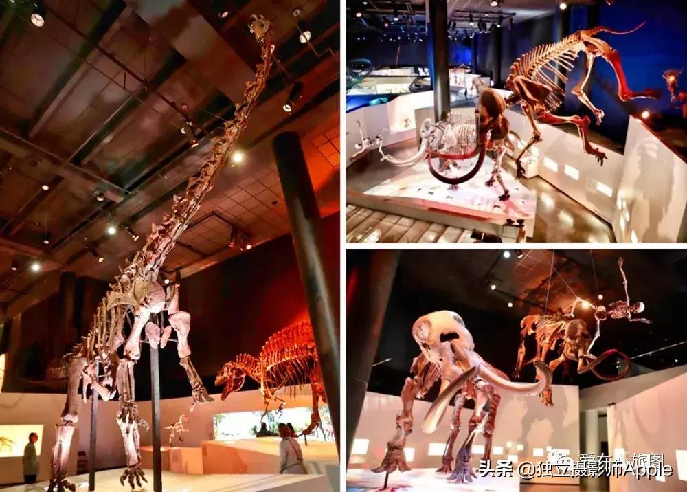 喂鳄鱼、看篮球比赛和太空中心的好玩休斯顿