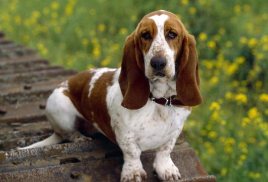 狗软骨病怎么治疗最好,狗得了软骨病有什么症状