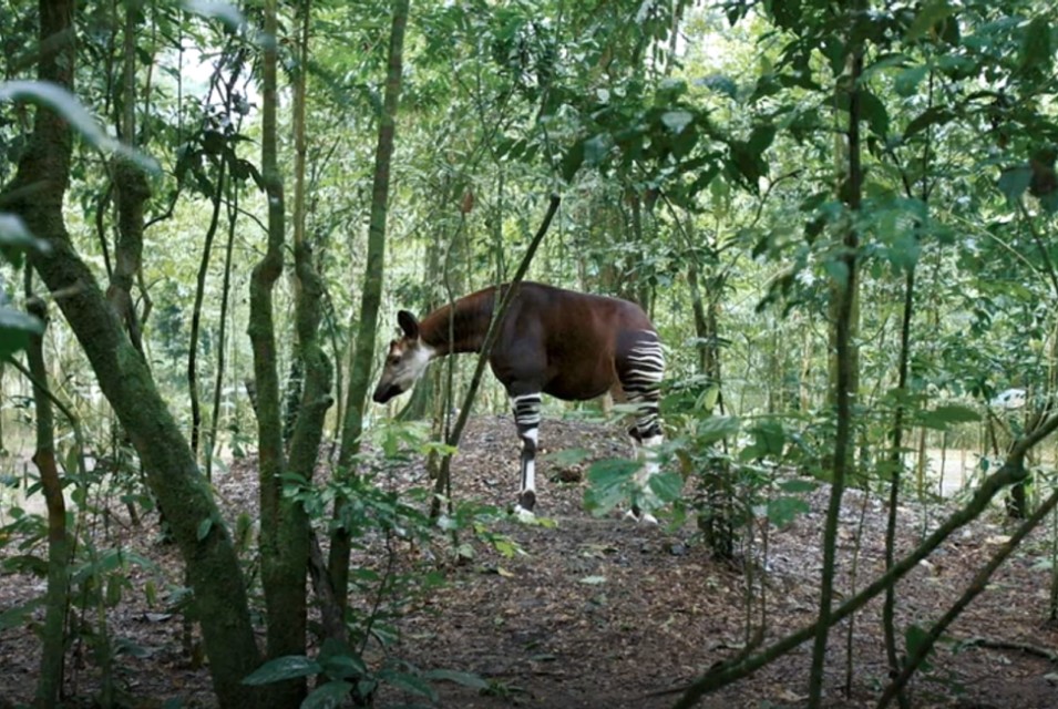 色彩的基础知识及其运用原理图,色彩三大基本概念