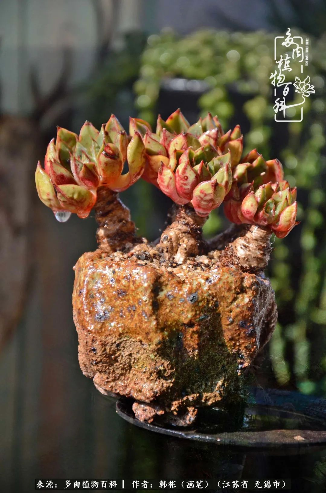 听音乐赏多肉,听音乐赏花赏美景