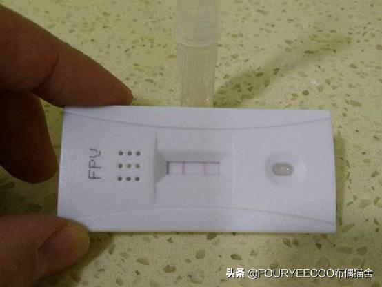 猫病之猫泛白细胞减少病,猫瘟热的诊断预防和注意事项