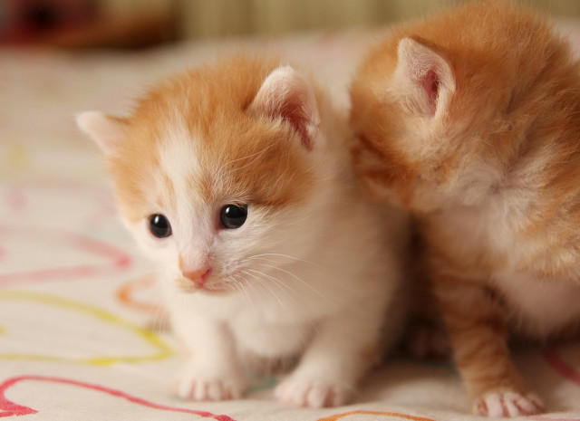 铲屎官进阶篇：猫咪常见病症及治疗方法，不再无从下手