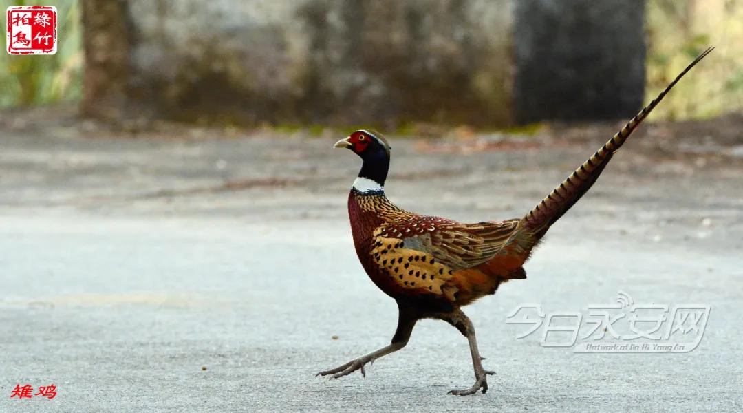 中国绿都最氧三明泰宁丹霞,中国绿都泰宁最氧三明