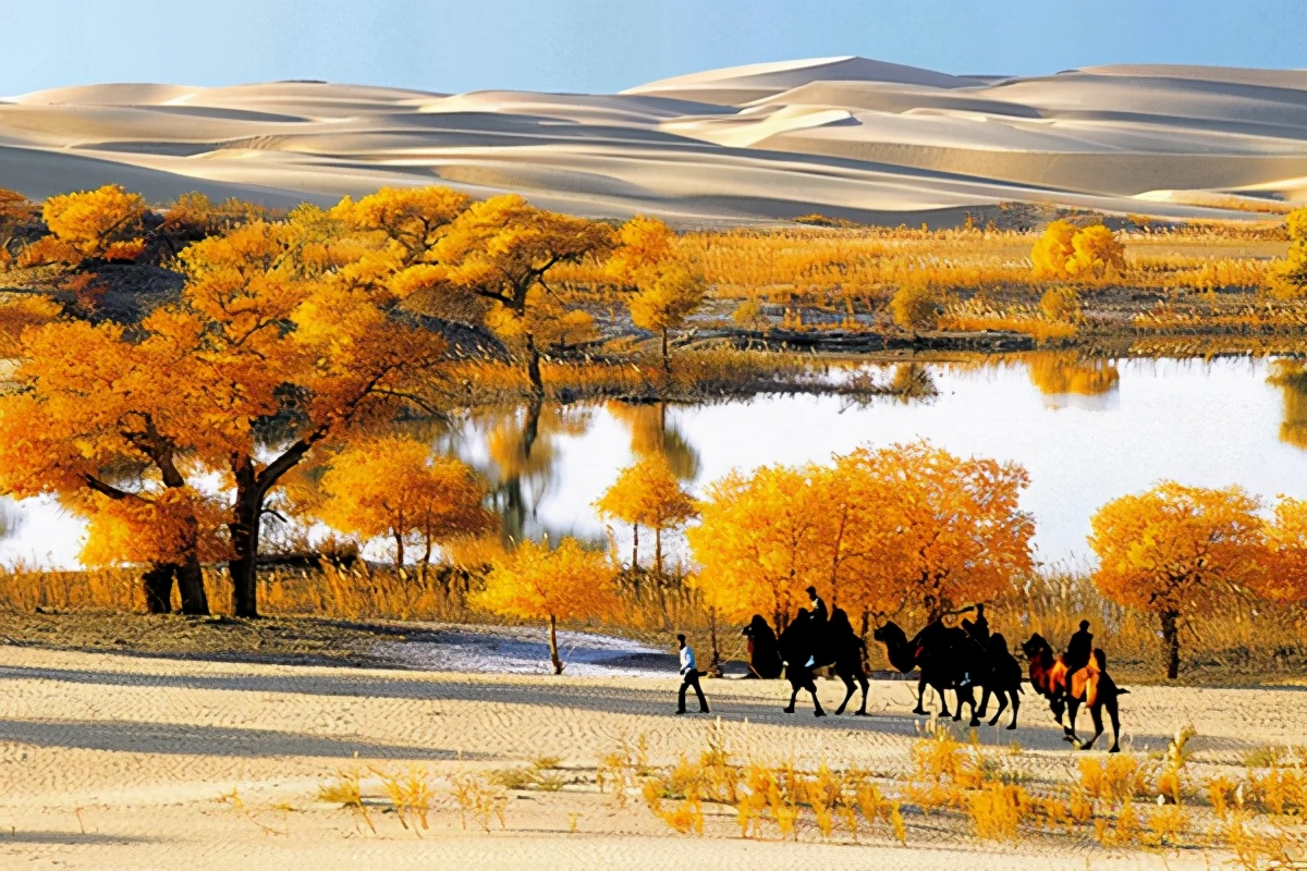 艺术家朗诵不朽的胡杨,千年不朽的胡杨