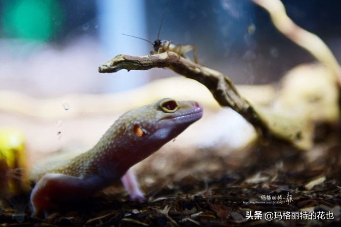 雨林缸可以养的蜥蜴,鱼缸改造封闭式雨林缸养蜥蜴