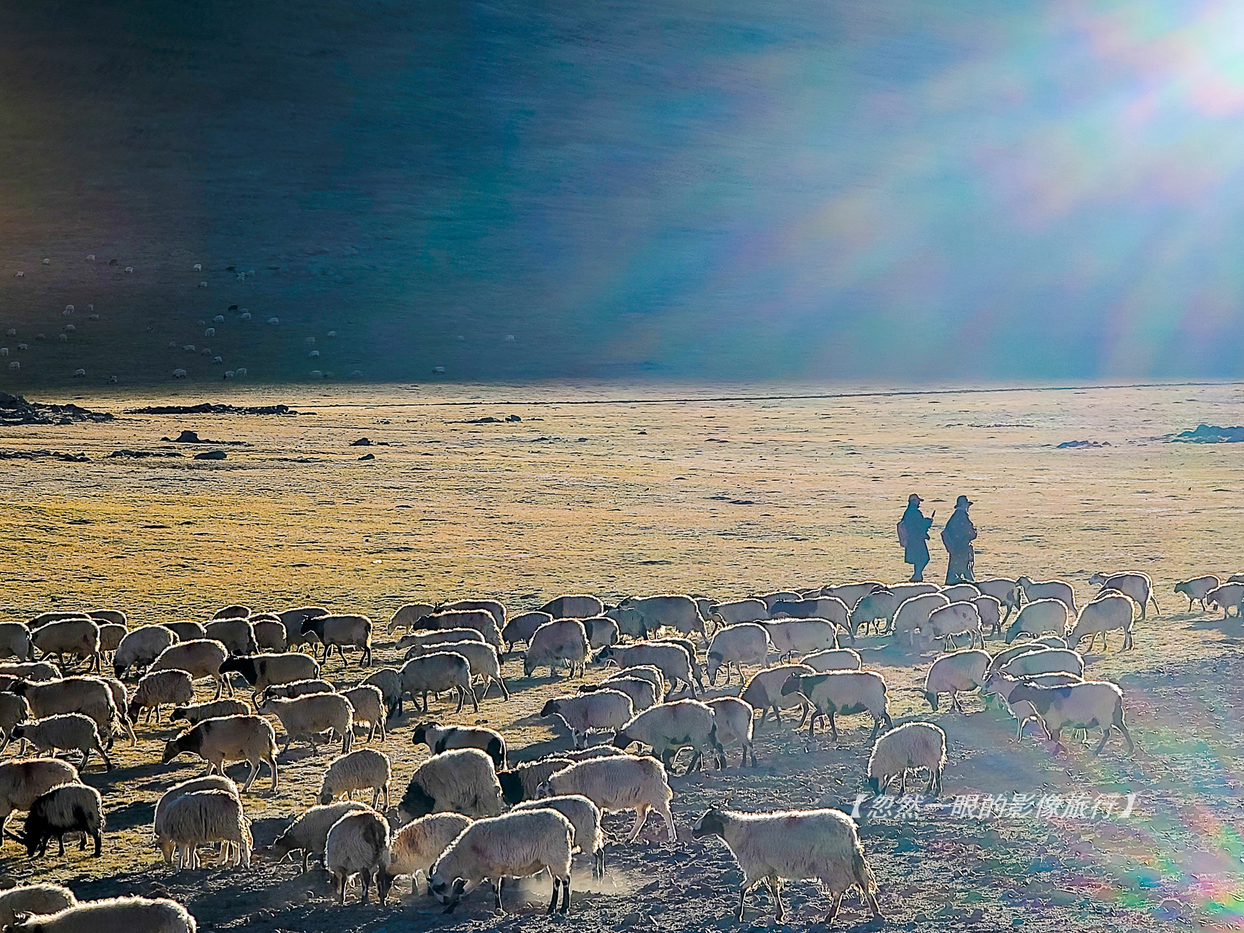 阿里无人区野狼出没,阿里无人区狐狸
