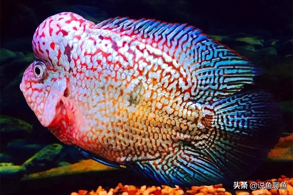 罗汉鱼蹭缸用什么药,罗汉鱼蹭缸抖动怎么回事