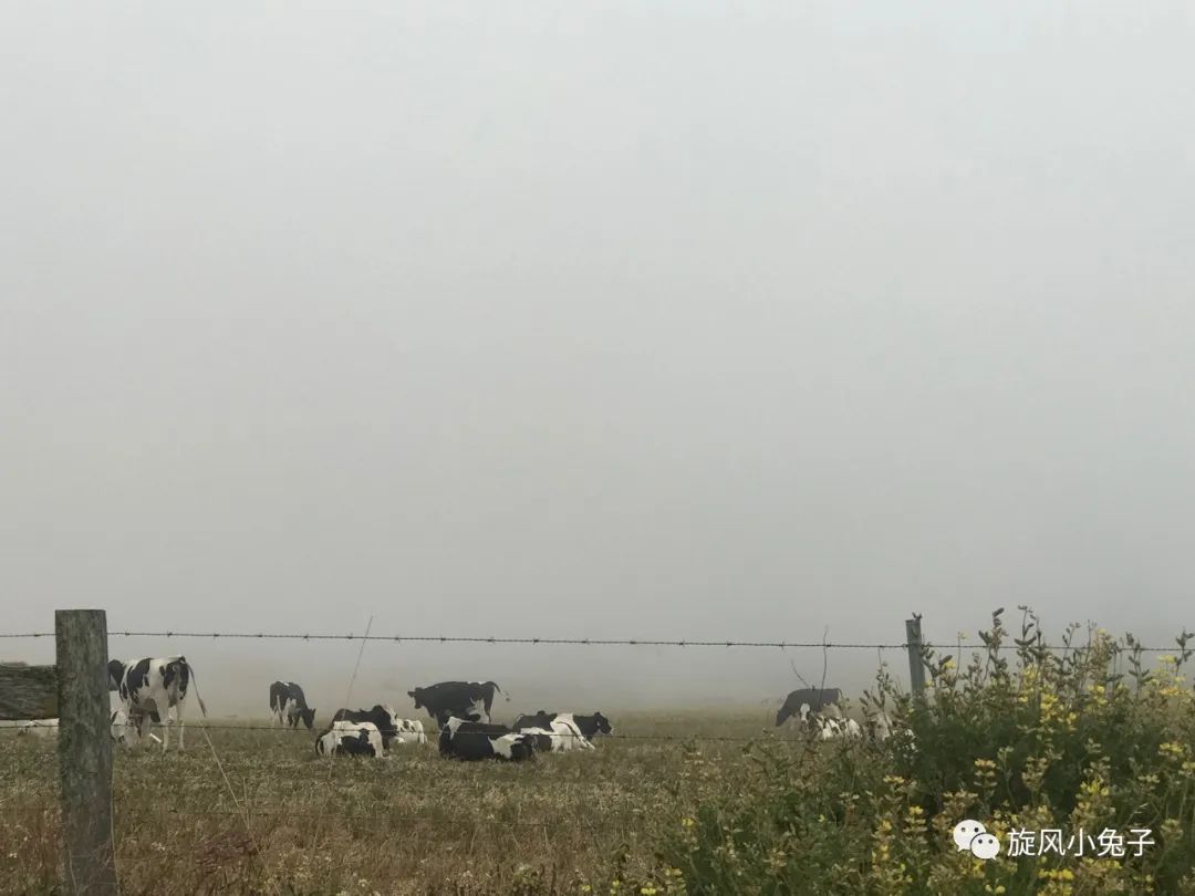 加州沿海1号公路自驾游散装系列（一）：阳光北加的金山依旧