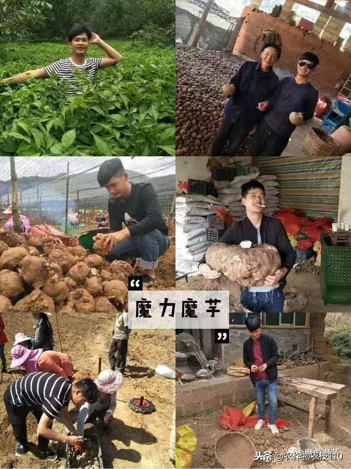 四川魔芋种植基地新技术,魔芋种植用什么肥料最好
