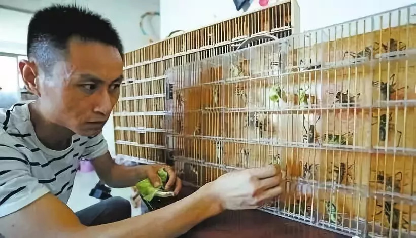 通过养蝈蝈怎么赚钱,养蝈蝈一年利润