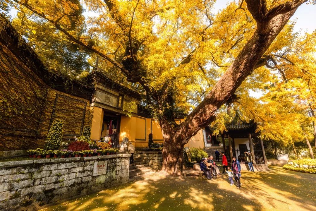 三大赏樱胜地哪个地方樱花最多,国内赏樱花的最佳地点