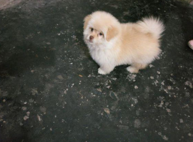 从狗贩子手中500买下金毛,从狗贩子买下了土狗