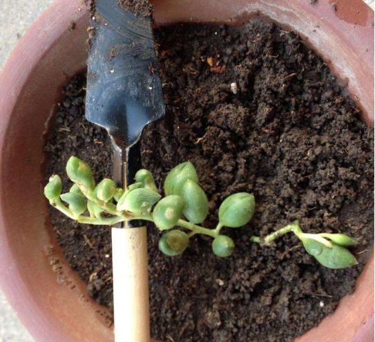 多肉佛珠长藤,多肉佛珠吊兰抗寒吗