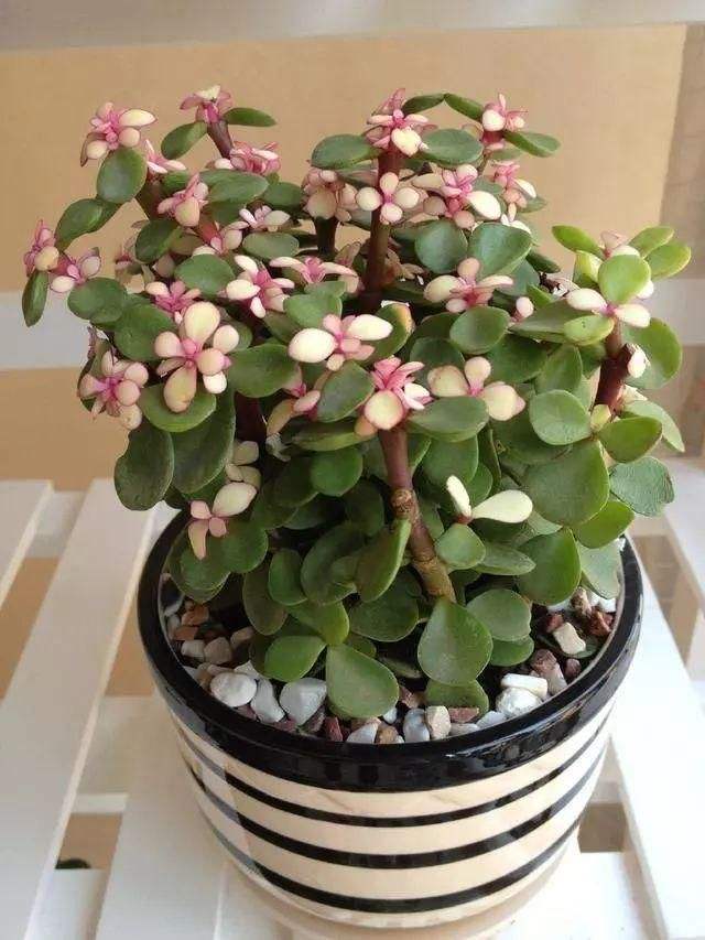 金枝玉叶怎么养能变成老桩,金枝玉叶叶片小好还是大好