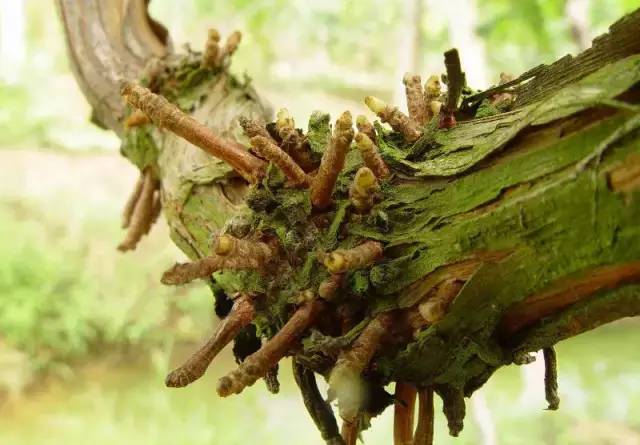 葡萄病害防治识别图谱,葡萄病害鉴定图谱