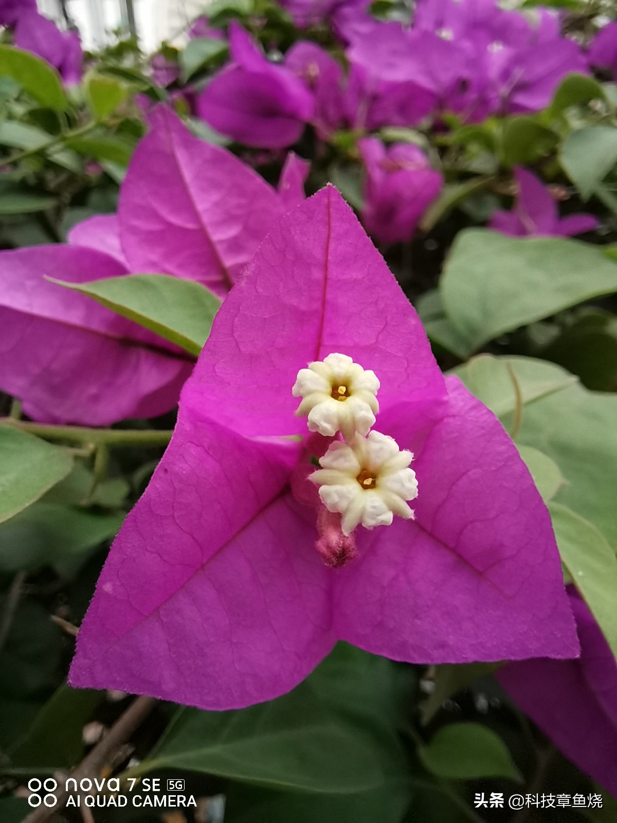 华为nova7se5g性价比,华为nova7se5g手机性价比