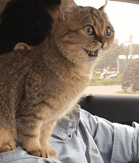 猫咪晕车吐了怎么办,猫咪晕车后呕吐了怎么办