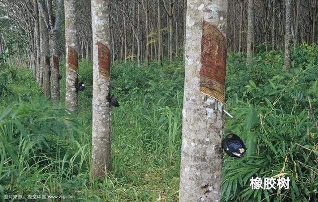 床胡桃木和橡木哪个好,桃木床好还是橡木床好