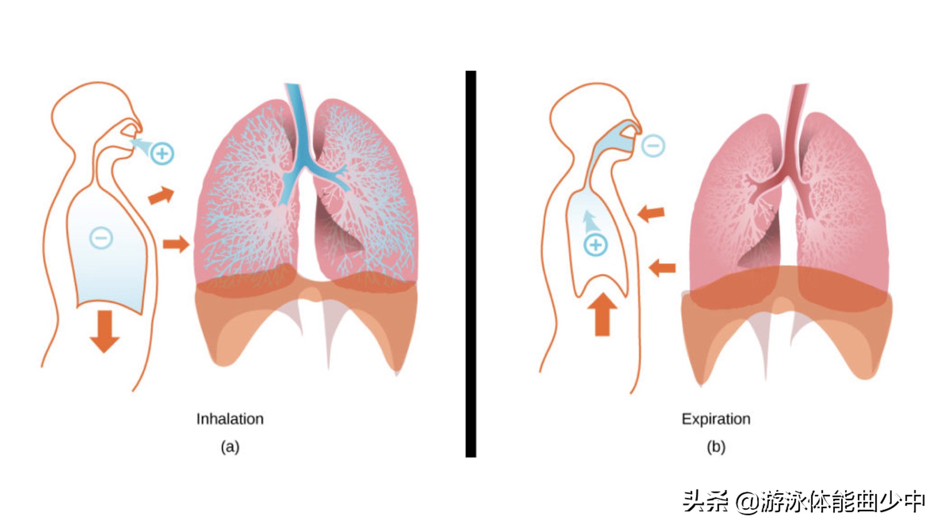 游泳时收紧核心具体应该怎么做？——“下拉”肋骨