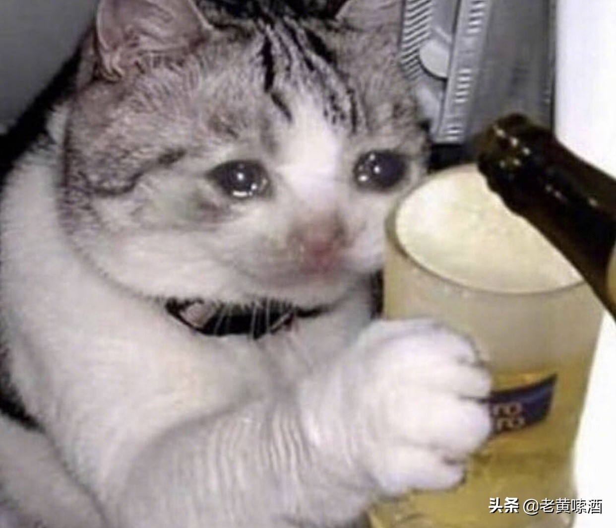 山东景芝口感神似茅台,为何成不了一线品牌?山东人:发展太艰难