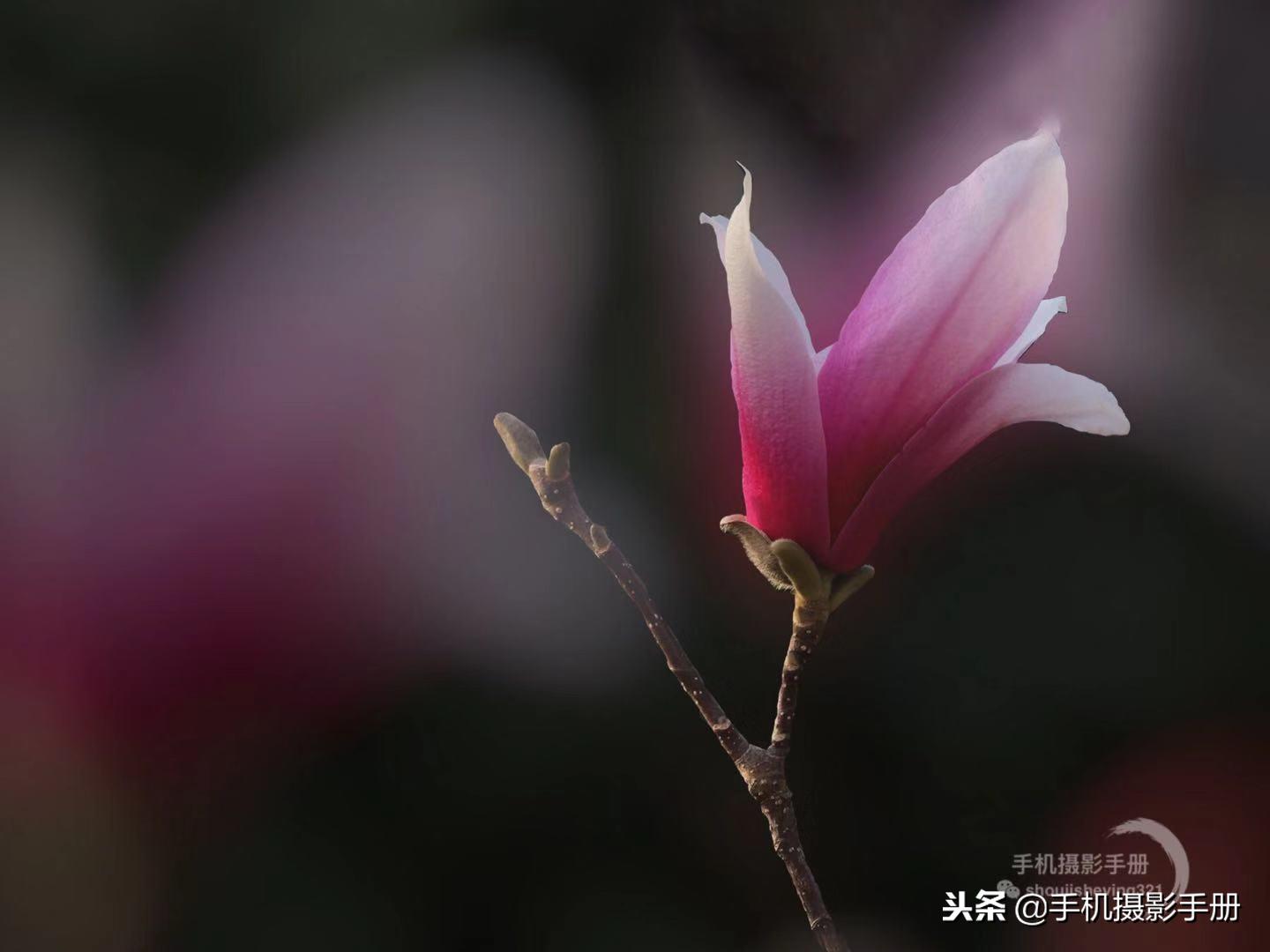 用手机巧妙的拍照,教大家如何用手机拍照