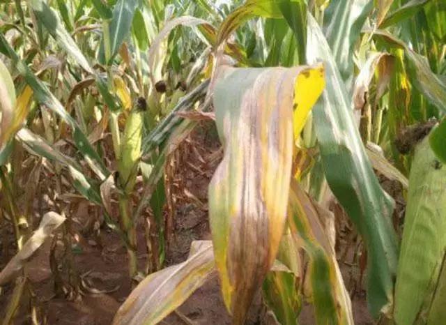 玉米种植的方法与技术,青储玉米的种植方法和技巧