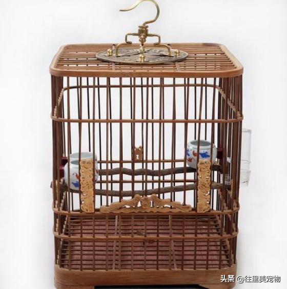 怎么做能养鸟的鸟笼儿童就能学会,100种鸟笼的做法