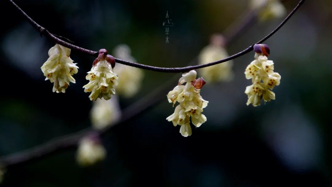 四明山龙观山,四明山国家森林公园樱花