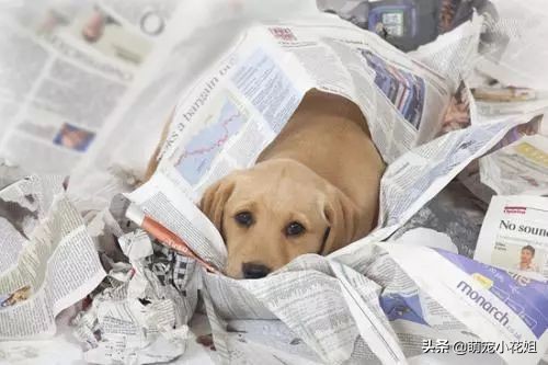 如何辨别狗粮好坏和选择的方法,狗粮泡水里怎么确认是好狗粮
