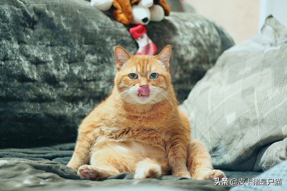 猫咪做完骨折手术应该注意什么,猫咪骨折的地方