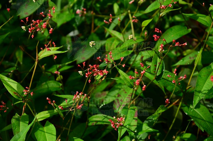 雀翘，见过吗？清热解毒，止痒。治带状疱疹，皮炎，皮肤瘙痒症