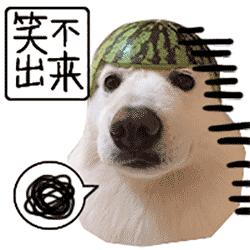 狗狗腹泻拉血呕吐是什么病,狗狗腹泻都导致抽搐吗