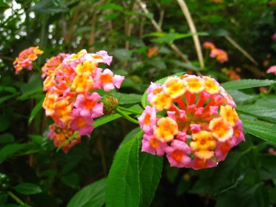 懒人花园植物,懒人花草100种