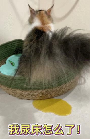 怎样治猫咪乱尿小妙招,解决猫咪乱尿的十个步骤