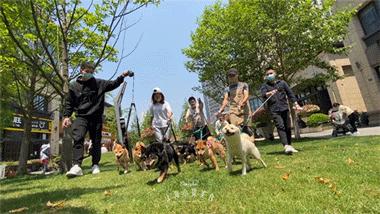 豆柴犬幼犬直播,豆柴是一只非常可爱的小狗